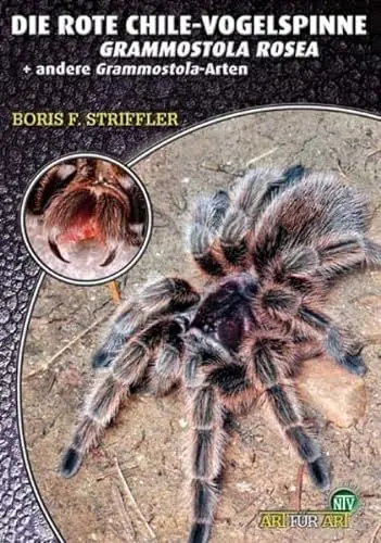 Produktbild: Die Rote Chile-Vogelspinne + andere Grammostola-Arten: Grammostola rosea