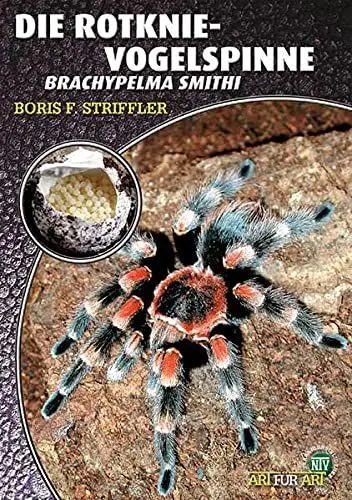 Produktbild: Die Rotknievogelspinne. Brachypelma smithi
