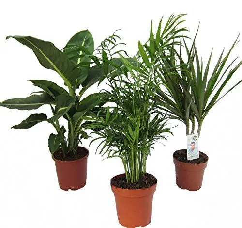 Produktbild: Dominik Blumen und Pflanzen, Zimmerpflanzen Set aus 1x Diefenbachie, 1x Zimmerpalme und 1x Drachenbaum (Dracaena marginata), 10-12 cm Topf