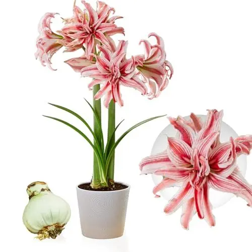 Produktbild: Doublet Amaryllis Zwiebel - 1 Blumenzwiebeln - Zwiebeln in Großformat 26/30 - Mischung von echte Pflanzen aus Holland - Hippeastrum (keine Samen oder wachs, nicht künstlich)