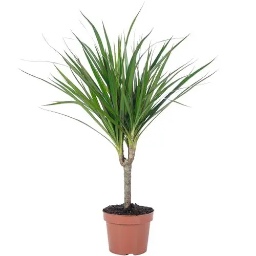 Produktbild: Drachenbaum - pflegeleichte Zimmerpflanze, Dracaena Marginata - Höhe ca. 35 cm, Topf-Ø 12 cm