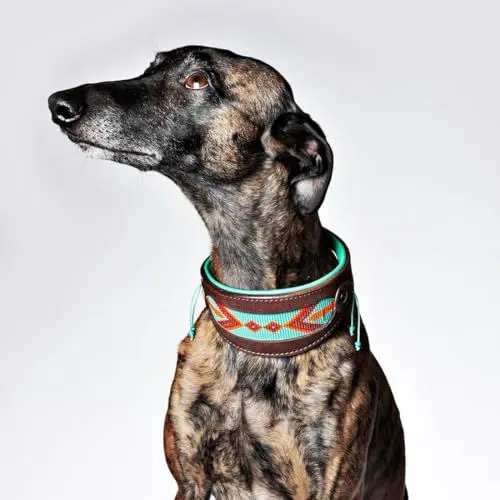 Produktbild: DWAM Hundehalsband – Hundehalsband – Türkis – Leder – S – 22–26 x 4 cm – Paddy Lee Windhund - Halsumfang zwischen 22-26 cm