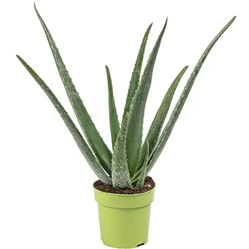 Produktbild: Echte Aloe - pflegeleichte Zimmerpflanze, Aloe vera - Höhe ca. 40 cm, Topf-Ø 12 cm