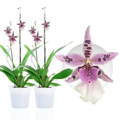 Produktbild: Echte Beallara Peggy Ruth Orchideen. 2 große Zimmerpflanzen aus Holland. 30-40 cm hoch mit Blüten und leicht duftend.(keine künstliche Orchidee, ohne Dünger und Topf, kein Samen und nicht winterhart)