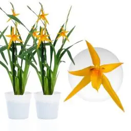 Produktbild: Echte Brassia Anita Orchideen. 2 große Zimmerpflanzen aus Holland. 30-40 cm hoch mit Blüten und leicht duftend.(keine künstliche Orchidee, ohne Dünger und Topf, kein Samen und nicht winterhart)