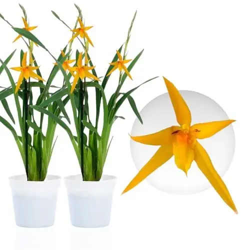Produktbild: Echte Brassia Anita Orchideen. 2 große Zimmerpflanzen aus Holland. 30-40 cm hoch mit Blüten und leicht duftend.(keine künstliche Orchidee, ohne Dünger und Topf, kein Samen und nicht winterhart)