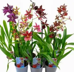 Produktbild: Echte Cambria Orchideen, 3 große Zimmerpflanzen 30-40 cm hoch, mit Blüten, 3 Sorten Mischung aus Holland, 3 Farben, leicht duftend (keine Samen und nicht künstliche Orchidee, ohne Dünger und mit Topf)
