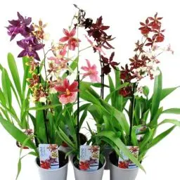 Produktbild: Echte Cambria Orchideen, 5 große Zimmerpflanzen 30-40 cm hoch, mit Blüten, 5 Sorten Mischung aus Holland, 3 Farben, leicht duftend (keine Samen und nicht künstliche Orchidee, ohne Dünger und mit Topf)