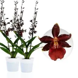 Produktbild: Echte Densdrobium Black Cat Orchideen. 2 große Zimmerpflanzen aus Holland. 30-40 cm hoch, mit Blüten und duftend. (keine künstliche Orchidee, ohne Dünger und Topf, kein Samen und nicht winterhart)