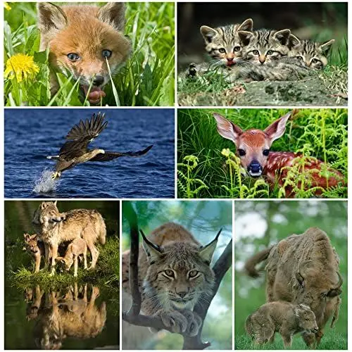 Produktbild: EDITION COLIBRI: Tiere Europas (Set 1) 3 D-Postkarten-Set: 7 x Lentikular-Postkarten u.a. von Wolf, Luchs, Fuchs und Wildkatzen