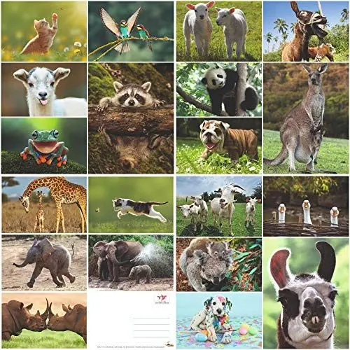 Produktbild: Edition Colibri Tier-Postkarten-Set Lustige and Niedliche Postkarten aus Aller Welt für Kinder, Freunde, Teamgeschenke and Postcrossing, Handgemacht, Made in Germany, Nachhaltig produziert (Set 8)