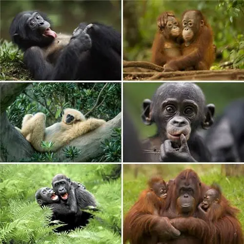 Produktbild: Edition Colibri Postkarten-Set AFFEN (6 Ansichtskarten von Orang Utans, Berggorillas, Schimpansen) für Kinder, Schule oder Postcrossing