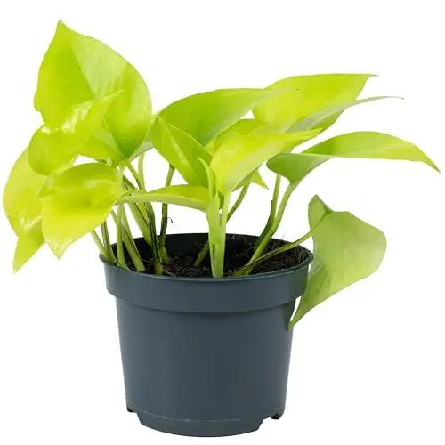 Produktbild: Efeutute - pflegeleichte Zimmerpflanze, Epipremnum pinnatum 'Golden Pothos' - Höhe ca. 15 cm, Topf-Ø 12 cm