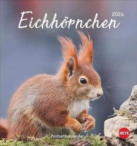 Produktbild: Eichhörnchen Postkartenkalender 2024. Dekorativer Monats-Tischkalender zum Aufstellen oder Aufhängen. Fotokalender voll niedlicher Eichhörnchenbilder, als Postkarten zum Sammeln und Verschicken.
