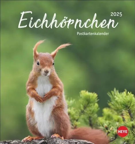 Produktbild: Eichhörnchen Postkartenkalender 2025: Dekorativer Monats-Tischkalender zum Aufstellen oder Aufhängen. Fotokalender voll niedlicher Eichhörnchenbilder, ... und Verschicken. (Postkartenkalender Heye)