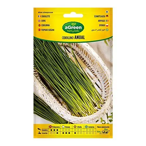 Produktbild: Einjähriger Schnittlauch
