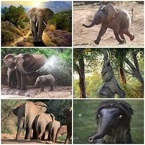 Produktbild: ELEFANTEN Tierpostkarten-Set (6 Postkarten) mit 6 verschiedenen Elephanten-Motiven von Edition Colibri