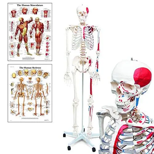 Produktbild: Elementary Anatomy Skelett - Mike, das Budget-Muskelskelett - lebensgroßes menschliches Skelett mit bemalten Muskelansätzen & Ursprüngen - Schulungsmaterialien - Halloween