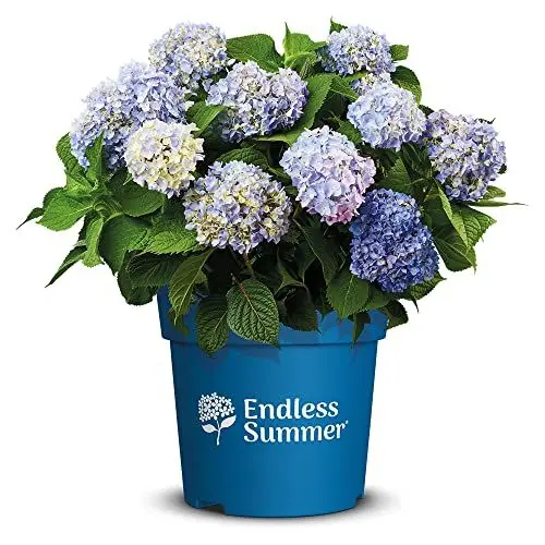 Produktbild: Endless Summer Hortensie 'The Original', blau, Bauernhortensie, Hydrangea, Blume, winterhart, Pflanze für Garten, Terrasse, Balkon oder Kübel
