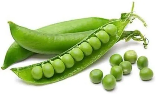Produktbild: Erbsen-Gemüsesamen, 100 Stück, grün