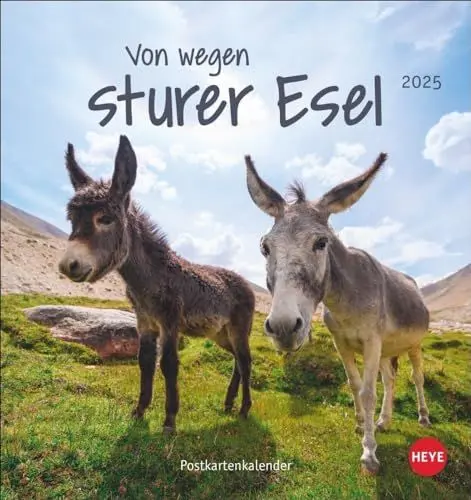 Produktbild: Esel Postkartenkalender 2025 - Von wegen sturer Esel: Kleiner Kalender zum Aufstellen und Aufhängen im Postkartenformat. Monats-Tischkalender für Tierfreunde. (Postkartenkalender Heye)