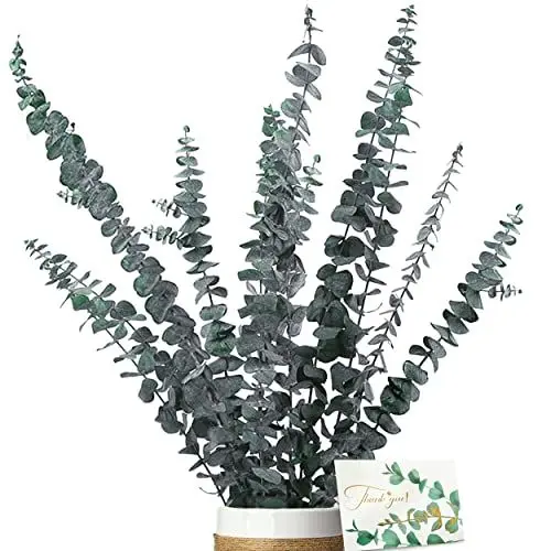Produktbild: Eukalyptus Getrocknet - Natürliche Trockenblumen, 11 Stück Set Enthält Grußkarten, Eukalyptus echt ewig Haltbare Trockenblumen, Dekoration für die perfekte Hochzeit、Blumen Arrangements Heim Decor