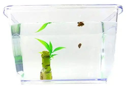 Produktbild: Evil Wear Schnecken-Set mini Spitzhorn Schnecke braun mit Pflanze und Aquarium Einsteiger Starter Set (2Stk mini Teufel?)
