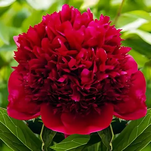 Produktbild: Exklusive dunkelrote Pfingstrosen Pflanze Red Charm | Grosswurzelige Stauden | 3/5 Augen (keine Samen) | Winterhart und Mehrärig Zwiebeln aus Holland