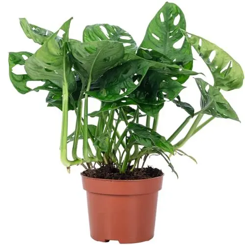 Produktbild: Fensterblatt - pflegeleichte Zimmerpflanze, Monstera 'Monkey' - Höhe ca. 25 cm,Topf-Ø 12 cm