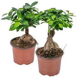 Produktbild: Bloomique - 2er Set - Ficus Ginseng - Bonsai Baum - Zimmerpflanzen - Pflegeleicht - Luftreinigend - Höhe 20-30 cm - Topf 12 cm