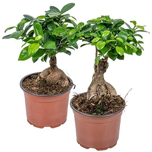 Produktbild: Bloomique - 2er Set - Ficus Ginseng - Bonsai Baum - Zimmerpflanzen - Pflegeleicht - Luftreinigend - Höhe 20-30 cm - Topf 12 cm