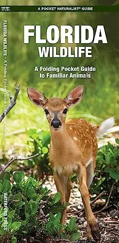 Produktbild: Florida Wildlife: An Introduction to Familiar Species: A Folding Pocket Guide to Familiar Animals (Wildlife and Nature Identification)