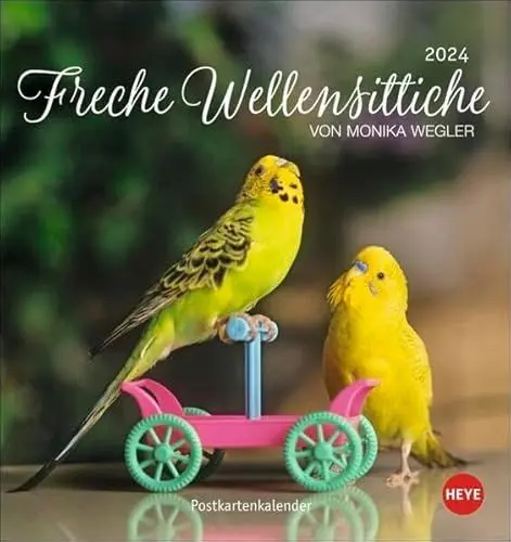 Produktbild: Freche Wellensittiche Postkartenkalender 2024 von Monika Wegler. Die bunten Vögel in einem kleinen Kalender zum Aufstellen und Aufhängen. Perforierter Postkarten-Fotokalender.