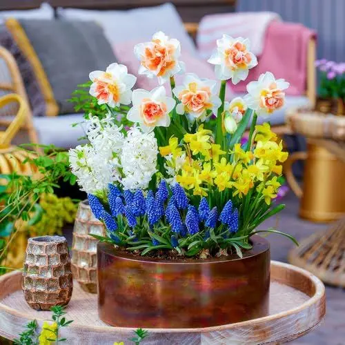 Produktbild: Frühling Blumenkübel Blumenzwiebelmischung - 50 Zwiebeln - Tulpen/Narzissen/Hyazinthen - winterhart mehrjährig - Niederländische Qualität - Für Garten, Töpfe und Balkon