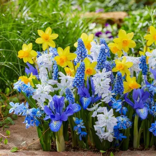 Produktbild: Frühling Blumenzwiebelmischung Blau & Gelb - 50 Zwiebeln - Tulpen/Narzissen/Hyazinthen - winterhart mehrjährig - Niederländische Qualität - Für Garten, Töpfe und Balkon