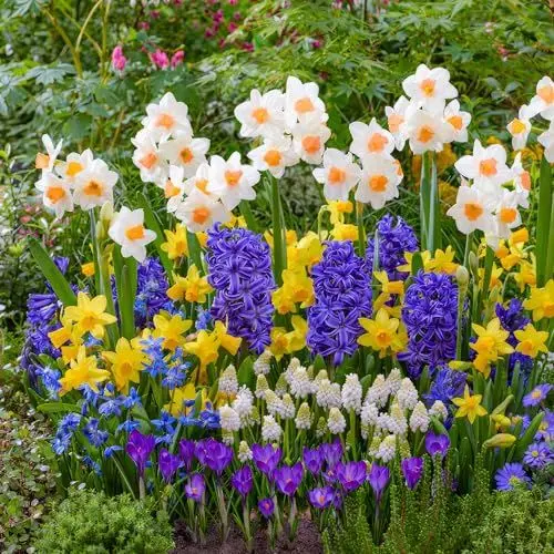 Produktbild: Frühling Blumenzwiebelmischung Lux Garten - 50 Zwiebeln - Tulpen/Narzissen/Hyazinthen - winterhart mehrjährig - Niederländische Qualität - Für Garten, Töpfe und Balkon