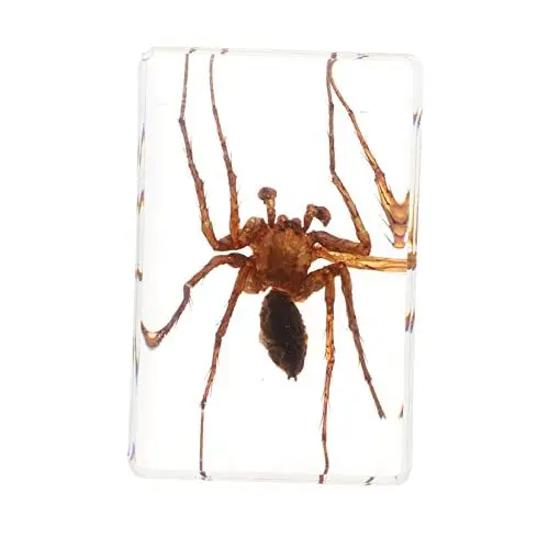 Produktbild: FUNOMOCYA 1 Stk Insektenexemplar Bernstein Spinne Spielzeugspinne bernsteinfarbener Spinnen-Plüschtier tarantula vogelspinnen Tarantel Bernstein-Insekten Insektenproben Harz