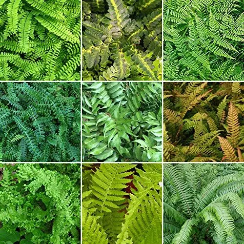 Produktbild: Gardeners Dream 10er Farn Winterhart Mix - Farn Immergrün Stauden Winterhart Mehrjährig - Farne Winterhart für Garten - Winterharte Kübelpflanzen & Balkon Pflanzen - Bodendecker Pflanzen Winterhart