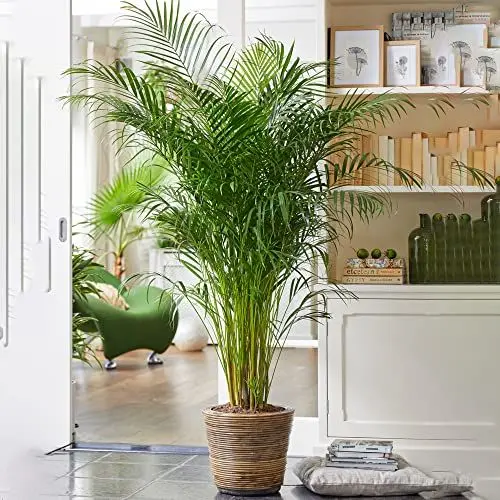 Produktbild: Gardener's Dream Areca Palme (Goldfruchtpalme) - XXL Zimmerpflanze, Tropisch, Immergrüne Zimmerpflanzen, Groß & echt, Pflanzen Größe inkl. Topf 70-80 cm, Palmen-Pflanze für Zimmer, Büro usw.