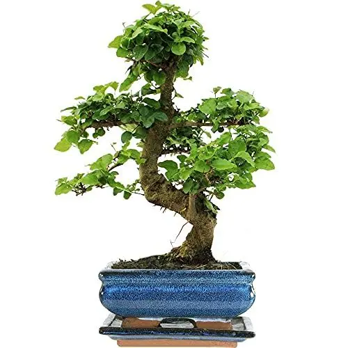 Produktbild: Bonsai Ligustrum Baum Lebende Zimmerpflanze im 15cm Topf