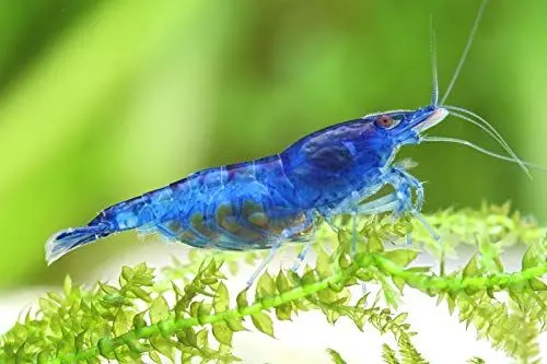 Produktbild: Garnelen Garnelio - Blue Dream