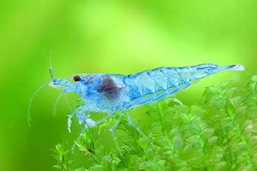 Produktbild: Garnelen NatureHolic - Blue Jelly I tolle eisblaue bis türkise Farbe I ideal für Anfänger I Robust und vermehrungsfreudig I mit Red Lilis gut für Bunte Becken
