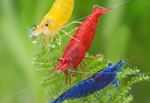 Produktbild: Garnelen NatureHolic - Regenbogen Garnelenmix I hübsche Mischung aus bunten I problemlose Nachzucht I ideal auch für Einsteiger I Anpassungsfähig