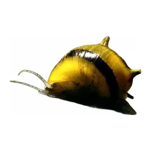 Produktbild: Garnelio Algenschnecke - Neritinia Clithon