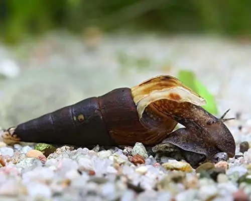 Produktbild: Garnelio Indische Turmdeckelschnecke - Melanoides tuberculata