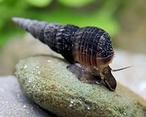 Produktbild: Garnelio Schwarze Turmdeckelschnecke - Melanoides maculata