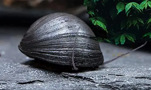 Produktbild: Garnelio - Anthrazit-Napfschnecke / Stahlhelmschnecke - Algenkiller Nr. 1 - 6er Gruppe