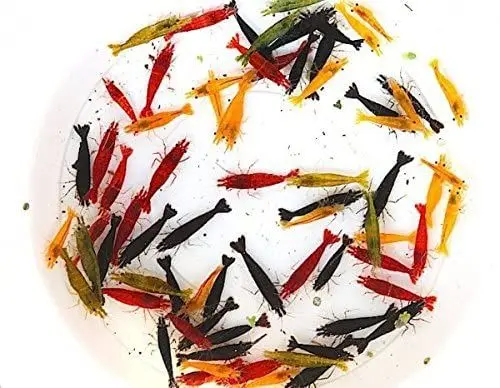 Produktbild: Garnelen Garnelio Deutscher Garnelenmix L | Neocaridina davidi für Aquarium & NanoCube fürs Aquarium - je 4X Black Sakura, Red Fire Yellow Fire 12st.