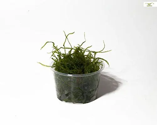 Produktbild: Garnelio - Weepingmoos - Vesicularia ferriei - Portion/Moos für Garnelen Aquarium Ideal für Moosbaum