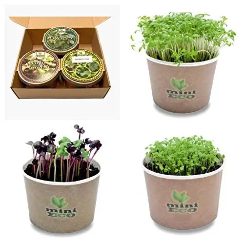 Produktbild: Gartenkresse BrunnenKresse Und Radishen Samen Keimsprossen Microgreens Kräuter PflanzSet. Bio Sprossen Keimsaat Kräutersamen Salatkresse Pflanztöpfe Sprossenzucht Set Mikrogrün Anzuchtset